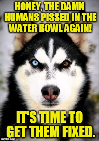 Equality Dog 2 | HONEY, THE DAMN HUMANS PISSED IN THE WATER BOWL AGAIN! IT'S TIME TO GET THEM FIXED. | image tagged in rage dog,fixed,husky,evil eye,dog,neuter | made w/ Imgflip meme maker
