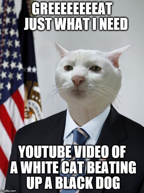 GREEEEEEEEAT   JUST WHAT I NEED YOUTUBE VIDEO OF A WHITE CAT BEATING UP A BLACK DOG | made w/ Imgflip meme maker