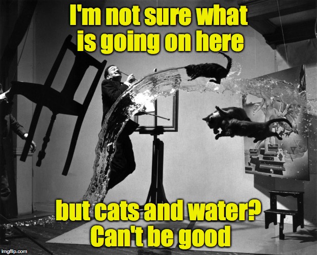 three cats flying and a chair in the air | I'm not sure what is going on here; but cats and water? Can't be good | image tagged in cats,water,floating chair | made w/ Imgflip meme maker