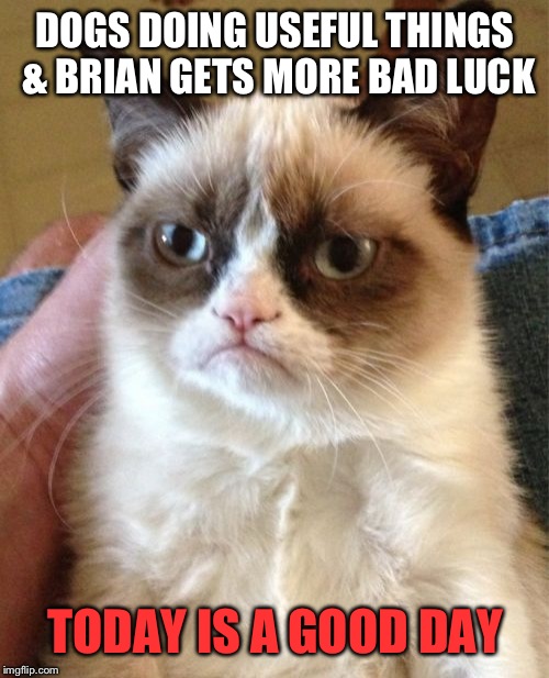 Grumpy Cat Meme | DOGS DOING USEFUL THINGS & BRIAN GETS MORE BAD LUCK TODAY IS A GOOD DAY | image tagged in memes,grumpy cat | made w/ Imgflip meme maker