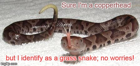 Copperhead identifies as Grass Snake | Sure I'm a copperhead; but I identify as a grass snake; no worries! | image tagged in snakes,self identify | made w/ Imgflip meme maker