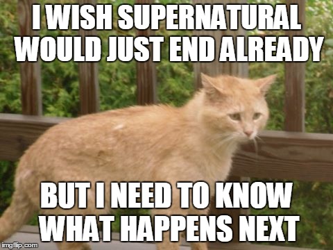 supernatural woes | I WISH SUPERNATURAL WOULD JUST END ALREADY; BUT I NEED TO KNOW WHAT HAPPENS NEXT | image tagged in memes,cat,cat memes,funny cat memes,supernatural | made w/ Imgflip meme maker