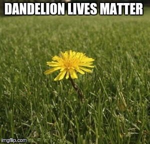 dandelion |  DANDELION LIVES MATTER | image tagged in dandelion | made w/ Imgflip meme maker