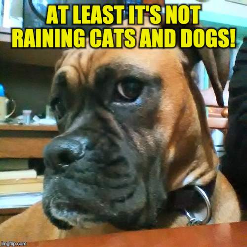 AT LEAST IT'S NOT RAINING CATS AND DOGS! | made w/ Imgflip meme maker