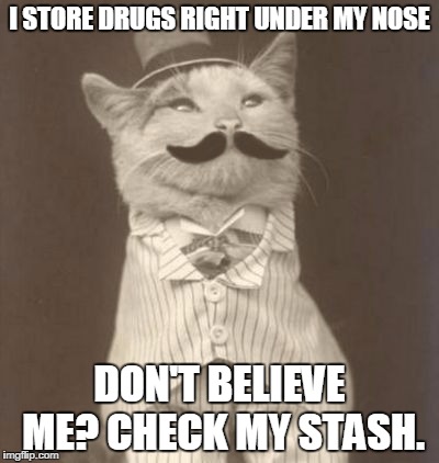 Moustache cat posh | I STORE DRUGS RIGHT UNDER MY NOSE; DON'T BELIEVE ME? CHECK MY STASH. | image tagged in moustache cat posh | made w/ Imgflip meme maker