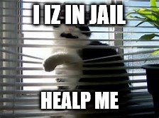 I IZ IN JAIL; HEALP ME | image tagged in what to do when bored | made w/ Imgflip meme maker