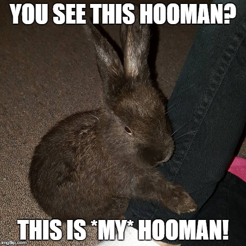 Possessive Bunny | YOU SEE THIS HOOMAN? THIS IS *MY* HOOMAN! | image tagged in rabbit,bunny,bunnies,rabbits,possesive bunny | made w/ Imgflip meme maker