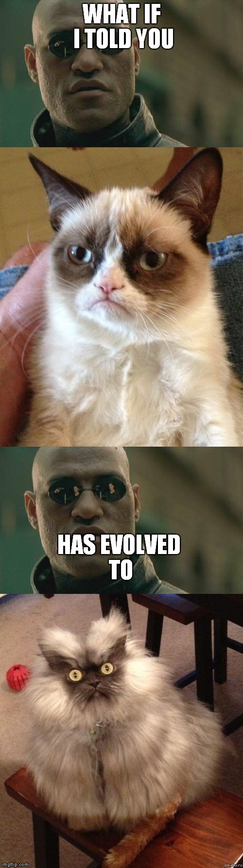 WHAT IF I TOLD YOU; HAS EVOLVED TO | image tagged in memes,grumpy cat double,matrix morpheaus | made w/ Imgflip meme maker