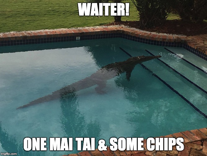 Alligator Vacation | WAITER! ONE MAI TAI & SOME CHIPS | image tagged in mai tai,alligator,vacation | made w/ Imgflip meme maker