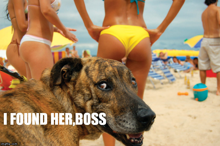 Dog finding girl on beach | I FOUND HER,BOSS | image tagged in dog | made w/ Imgflip meme maker