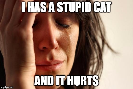 First World Problems | I HAS A STUPID CAT; AND IT HURTS | image tagged in memes,first world problems | made w/ Imgflip meme maker