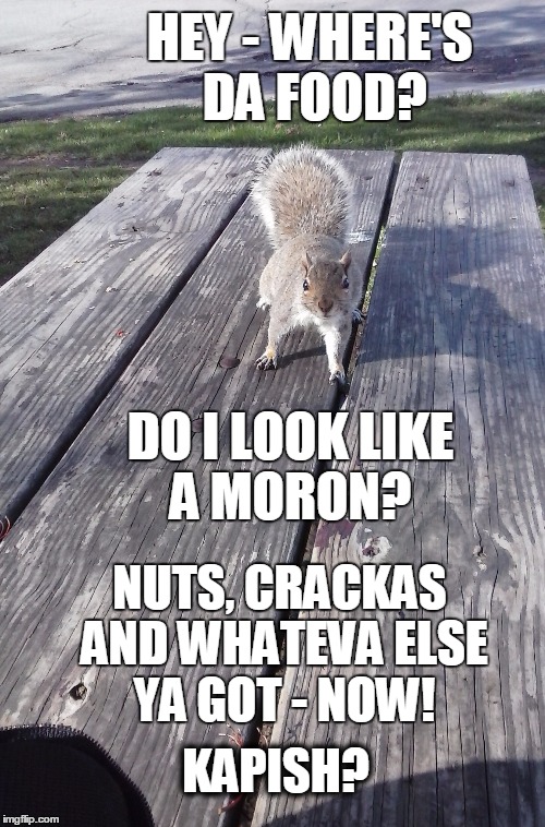 HEY - WHERE'S DA FOOD? DO I LOOK LIKE A MORON? NUTS, CRACKAS AND WHATEVA ELSE YA GOT - NOW! KAPISH? | image tagged in squirrel mad | made w/ Imgflip meme maker