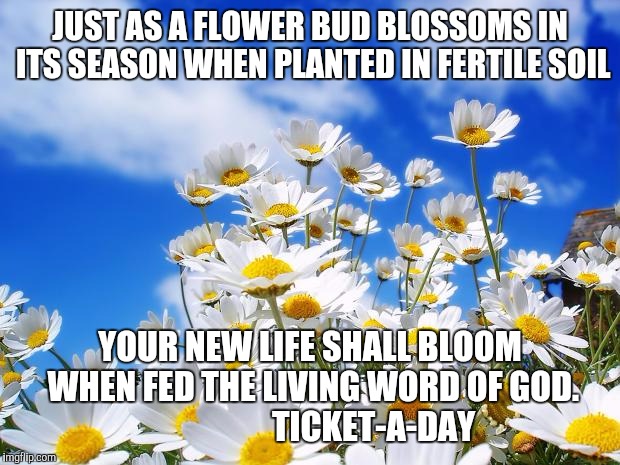 spring daisy flowers | JUST AS A FLOWER BUD BLOSSOMS IN ITS SEASON WHEN PLANTED IN FERTILE SOIL; YOUR NEW LIFE SHALL BLOOM WHEN FED THE LIVING WORD OF GOD.                    TICKET-A-DAY | image tagged in spring daisy flowers | made w/ Imgflip meme maker
