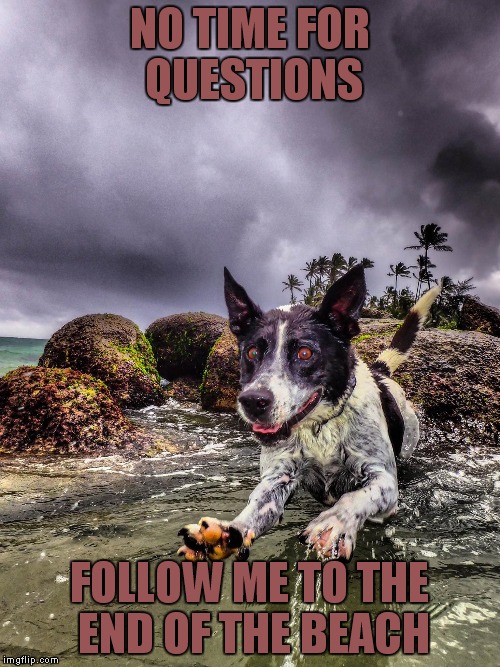 jumping dog | NO TIME FOR QUESTIONS; FOLLOW ME TO THE END OF THE BEACH | image tagged in jumping dog | made w/ Imgflip meme maker