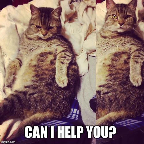 Can I help you? | CAN I HELP YOU? | image tagged in cats,funny memes | made w/ Imgflip meme maker