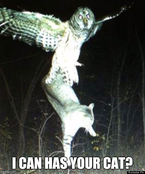 I CAN HAS YOUR CAT? | image tagged in scared cat,owl | made w/ Imgflip meme maker