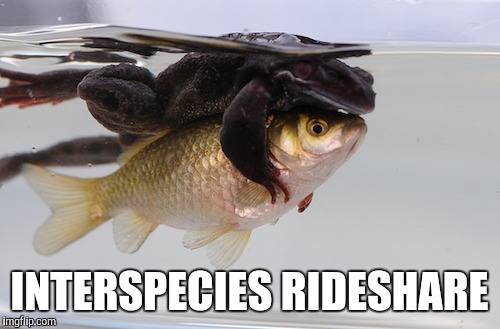 INTERSPECIES RIDESHARE | image tagged in frog,original meme | made w/ Imgflip meme maker