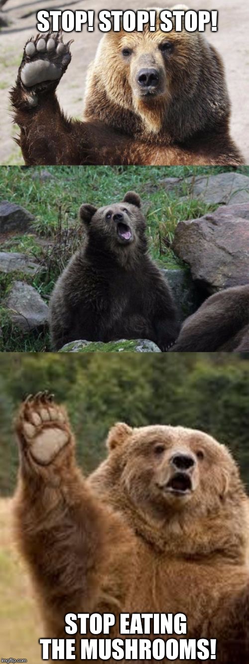 Bad Pun Bear | STOP! STOP! STOP! STOP EATING THE MUSHROOMS! | image tagged in bad pun bear | made w/ Imgflip meme maker