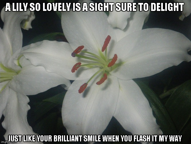 Lilies and Smiles | A LILY SO LOVELY IS
A SIGHT SURE TO DELIGHT; JUST LIKE YOUR BRILLIANT SMILE
WHEN YOU FLASH IT MY WAY | image tagged in lilies,smiles,lovely sights | made w/ Imgflip meme maker