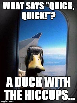 duck | WHAT SAYS "QUICK, QUICK!"? A DUCK WITH THE HICCUPS... | image tagged in duck | made w/ Imgflip meme maker