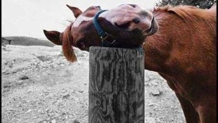 Horse loves post Blank Meme Template