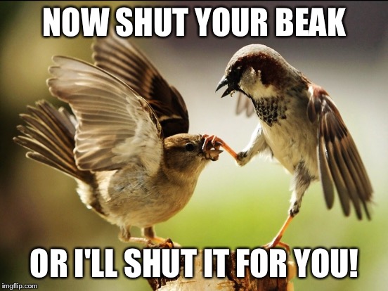 Chirp Chirp Chirp All Day Long! | NOW SHUT YOUR BEAK; OR I'LL SHUT IT FOR YOU! | image tagged in birds | made w/ Imgflip meme maker