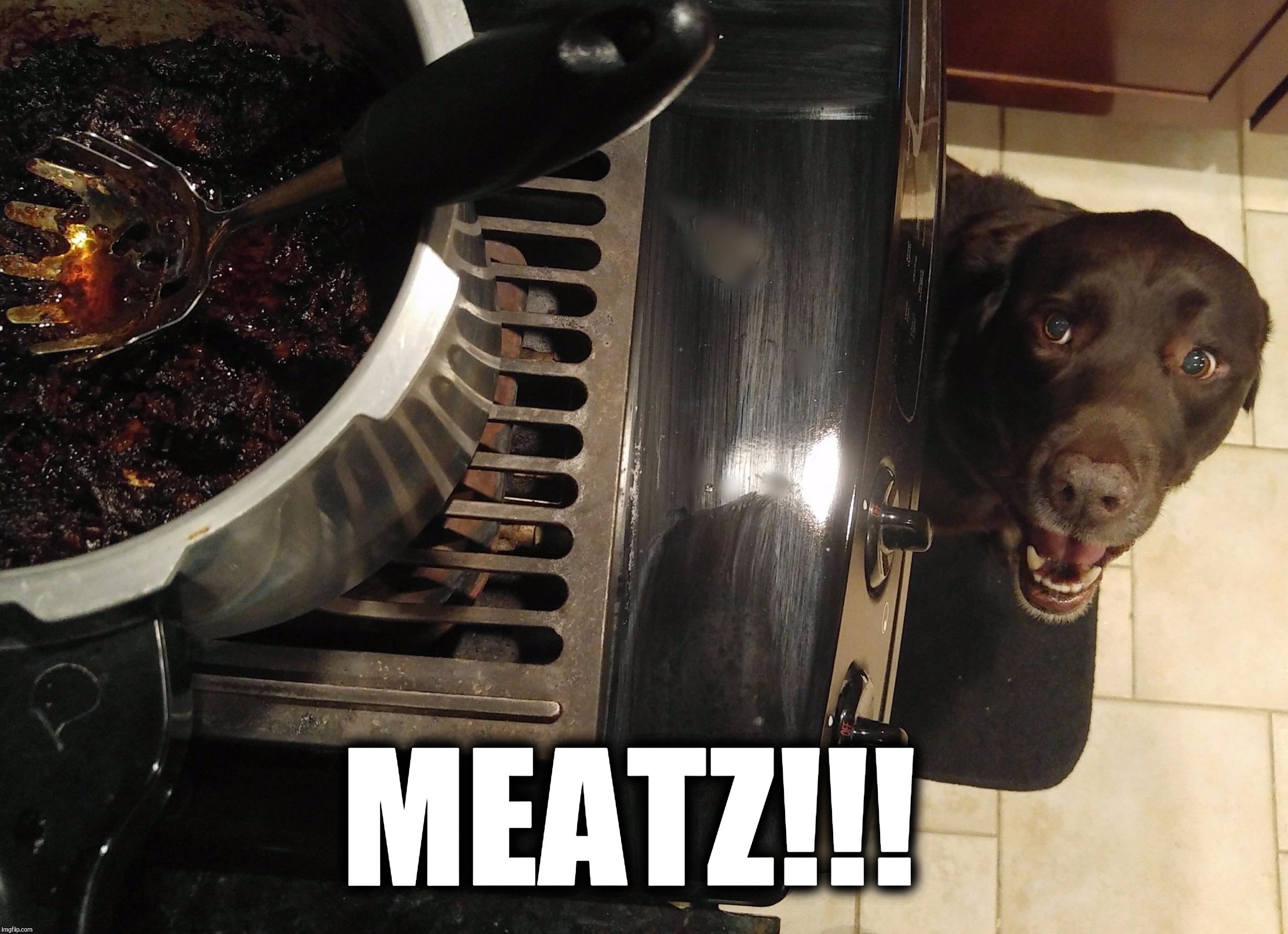 MEATZ!!! | image tagged in chuckie the chocolate lab | made w/ Imgflip meme maker