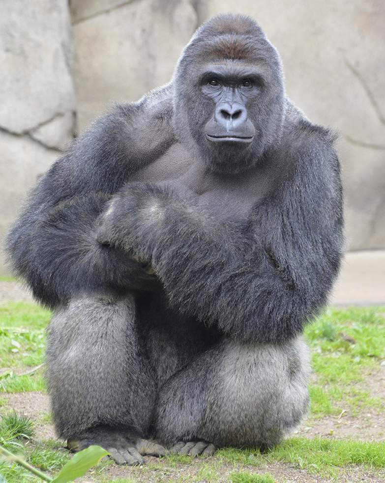 Harambre BLM Blank Meme Template