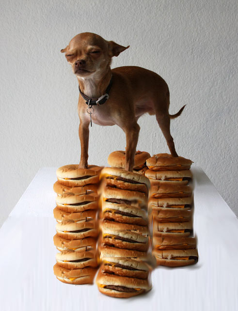 High Quality Chihuahua Burguer 2 Blank Meme Template