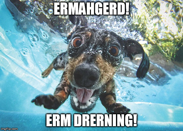 Oh my God!  I'm Drowning! | ERMAHGERD! ERM DRERNING! | image tagged in dog,memes,funny | made w/ Imgflip meme maker