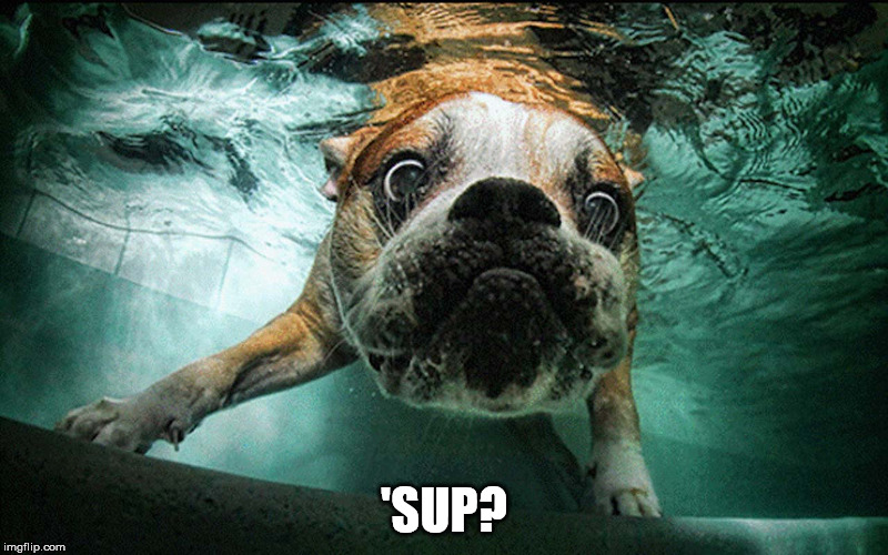 'SUP? | image tagged in memes,dog,swimming,funny,cute | made w/ Imgflip meme maker