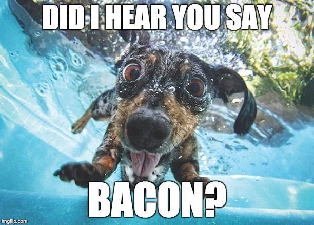 Dog | DID I HEAR YOU SAY; BACON? | image tagged in dog | made w/ Imgflip meme maker