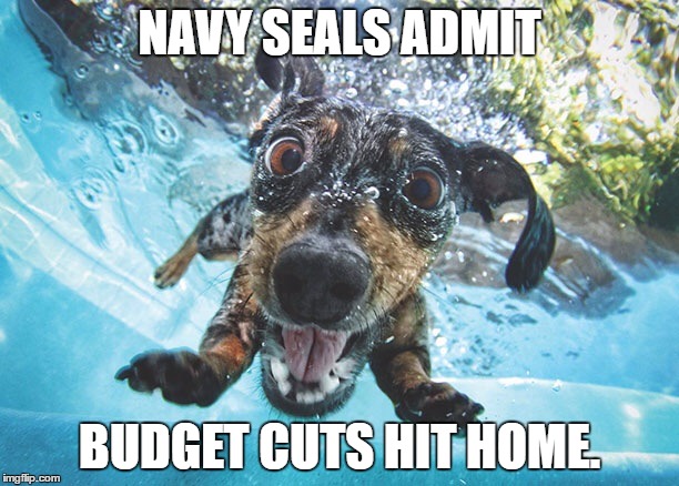 Dog | NAVY SEALS ADMIT; BUDGET CUTS HIT HOME. | image tagged in dog | made w/ Imgflip meme maker