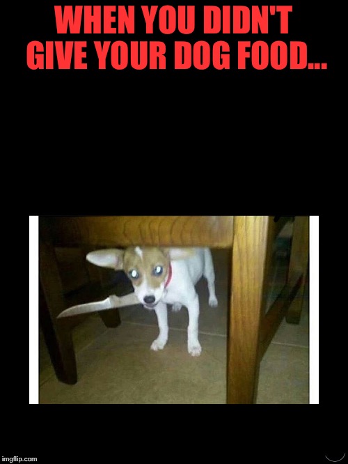 *not my dog* Yes that is a knife it's holding, just image waking up to this thing next to your bed... | WHEN YOU DIDN'T GIVE YOUR DOG FOOD... | image tagged in meme,funny,dog,knife | made w/ Imgflip meme maker