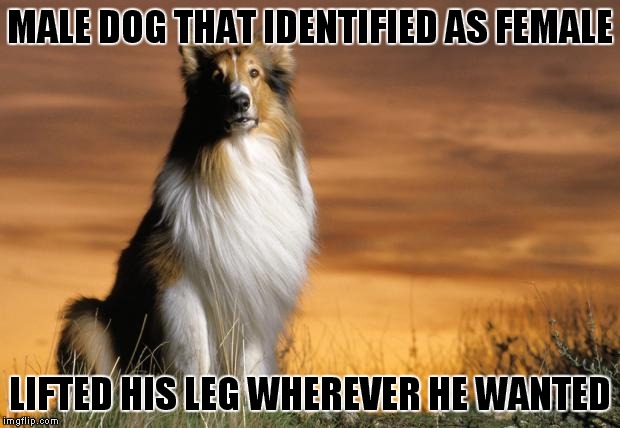One of the biggest movie stars of his/her time! | MALE DOG THAT IDENTIFIED AS FEMALE; LIFTED HIS LEG WHEREVER HE WANTED | image tagged in lassie | made w/ Imgflip meme maker