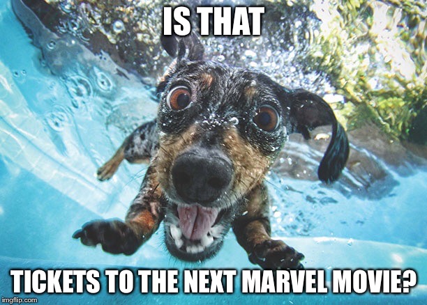 Dog | IS THAT; TICKETS TO THE NEXT MARVEL MOVIE? | image tagged in dog | made w/ Imgflip meme maker