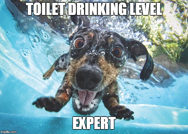 Dog | TOILET DRINKING LEVEL; EXPERT | image tagged in dog | made w/ Imgflip meme maker