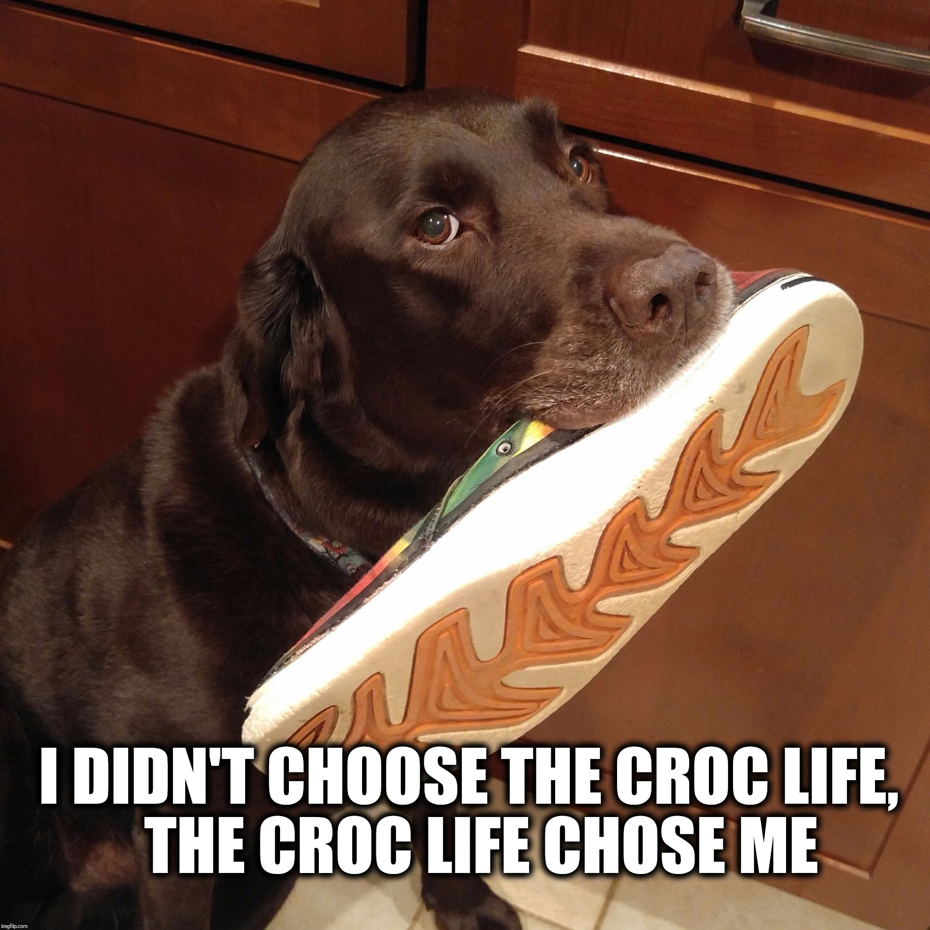 Croc Life | I DIDN'T CHOOSE THE CROC LIFE,    THE CROC LIFE CHOSE ME | image tagged in chuckie the chocolate lab,labrador,chocolate lab,dog,funny meme,crocs | made w/ Imgflip meme maker