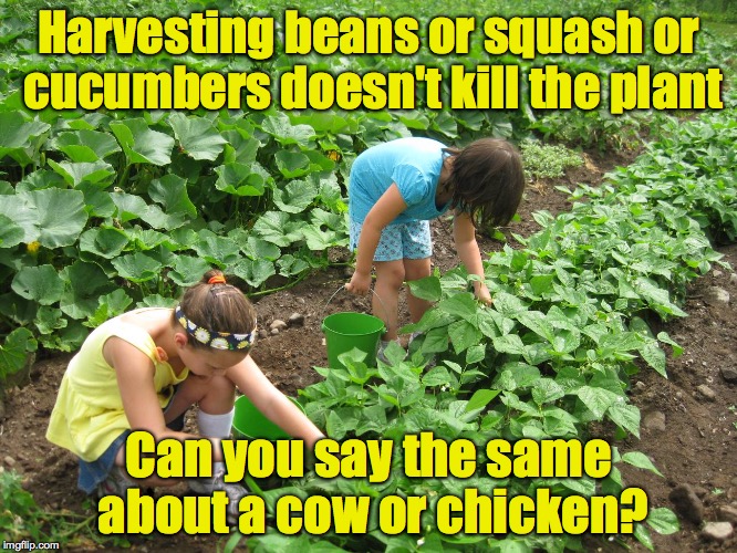 Harvesting beans or squash or cucumbers doesn't kill the plant Can you say the same about a cow or chicken? | made w/ Imgflip meme maker