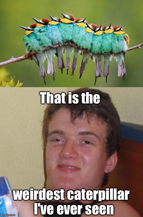 10 guy appreciates nature | That is the; weirdest caterpillar 
I've ever seen | image tagged in memes,10 guy,caterpillar,birds,entomologymemes | made w/ Imgflip meme maker