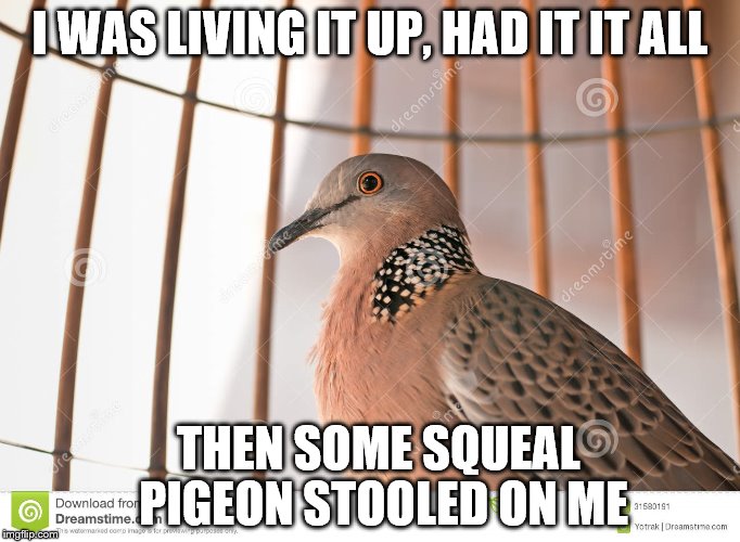 I WAS LIVING IT UP, HAD IT IT ALL THEN SOME SQUEAL PIGEON STOOLED ON ME | made w/ Imgflip meme maker