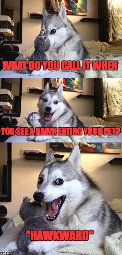 Hehehehehehe | WHAT DO YOU CALL IT WHEN; YOU SEE A HAWK EATING YOUR PET? "HAWKWARD" | image tagged in memes,bad pun dog,lol,funny memes,funny animals,cute | made w/ Imgflip meme maker