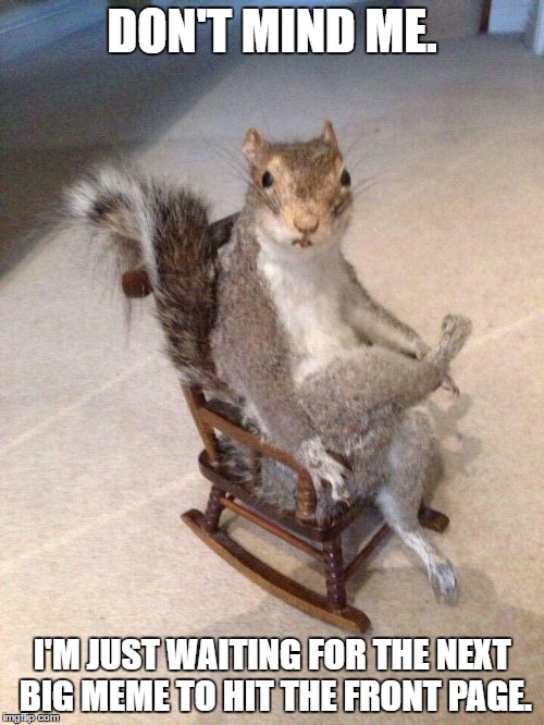 Patient Squirrel.  | DON'T MIND ME. I'M JUST WAITING FOR THE NEXT BIG MEME TO HIT THE FRONT PAGE. | image tagged in squirrel,memes,imgflip,meanwhile on imgflip | made w/ Imgflip meme maker
