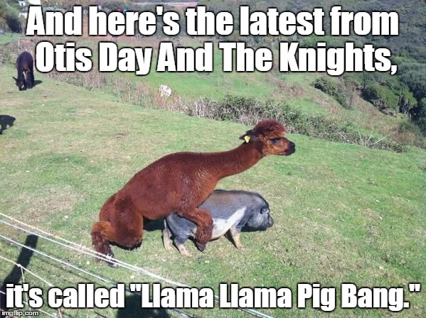A blast from the past | And here's the latest from Otis Day And The Knights, it's called "Llama Llama Pig Bang." | image tagged in pig bang,funny meme | made w/ Imgflip meme maker