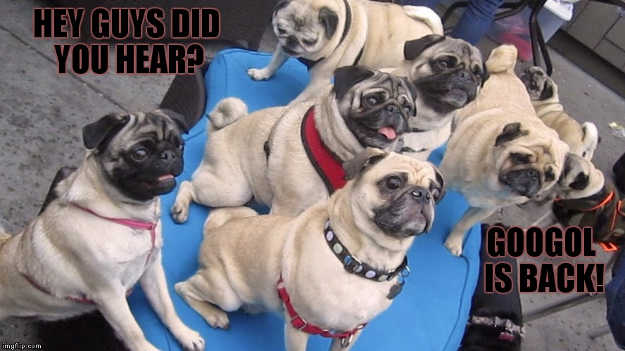 Get ready for some puggin! | HEY GUYS DID YOU HEAR? GOOGOL IS BACK! | image tagged in googol,comeback,funny memes,pugs | made w/ Imgflip meme maker