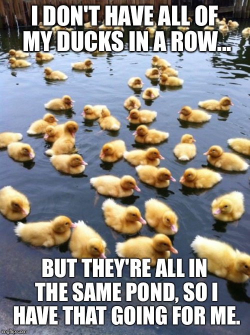 Ducklings  | I DON'T HAVE ALL OF MY DUCKS IN A ROW... BUT THEY'RE ALL IN THE SAME POND, SO I HAVE THAT GOING FOR ME. | image tagged in ducklings | made w/ Imgflip meme maker