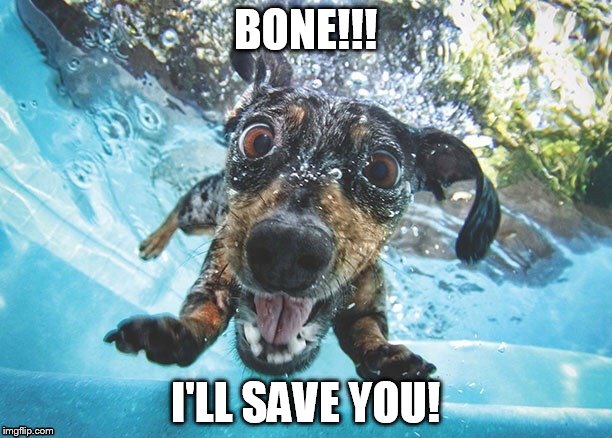 My Bone!!! | BONE!!! I'LL SAVE YOU! | image tagged in dogs,swimming | made w/ Imgflip meme maker