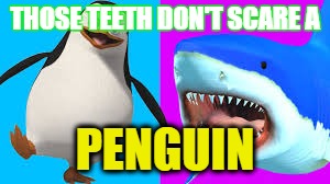 sharks penguins | THOSE TEETH DON'T SCARE A; PENGUIN | image tagged in penguin | made w/ Imgflip meme maker