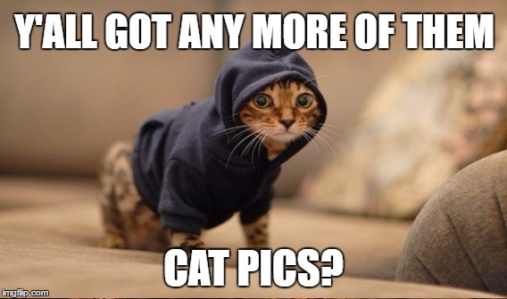 Y'ALL GOT ANY MORE OF THEM CAT PICS? | made w/ Imgflip meme maker