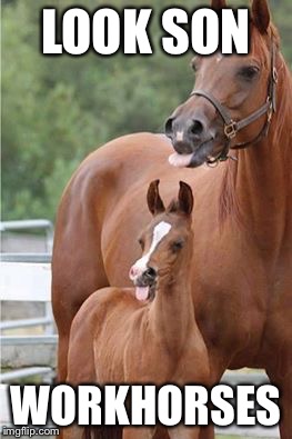 Snooty Polo Horses | LOOK SON; WORKHORSES | image tagged in horse play,memes,animals | made w/ Imgflip meme maker